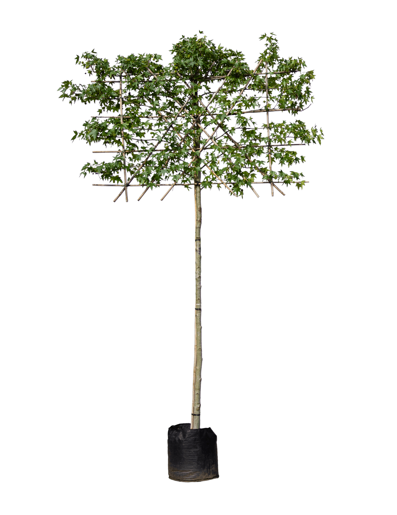 Amberboom leivorm 200cm stamhoogte, Liquidambar styraciflua 'Worplesdon'