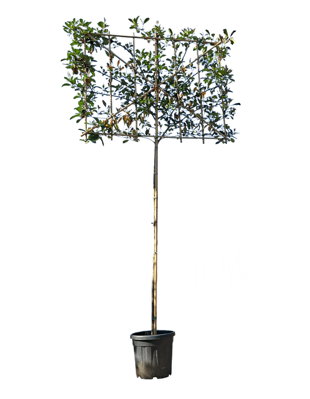 Glansmispel leiboom 200cm stamhoogte