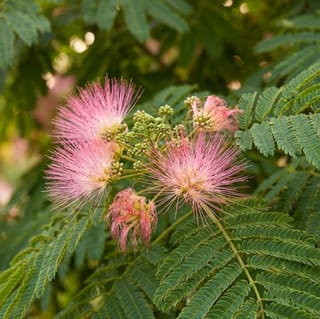 Groene Perzische slaapboom