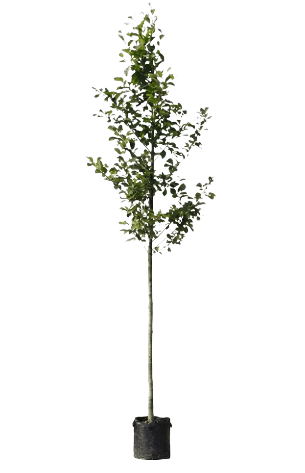 Grauwe of zwarte els, Alnus glutinosa