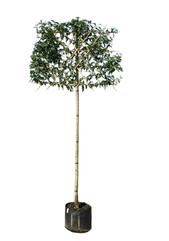 Portugese leilaurier 200cm stamhoogte