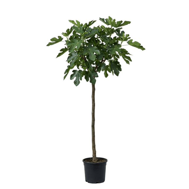 Vijgenboom
