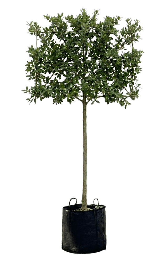 Steeneik leivorm 200cm stamhoogte 