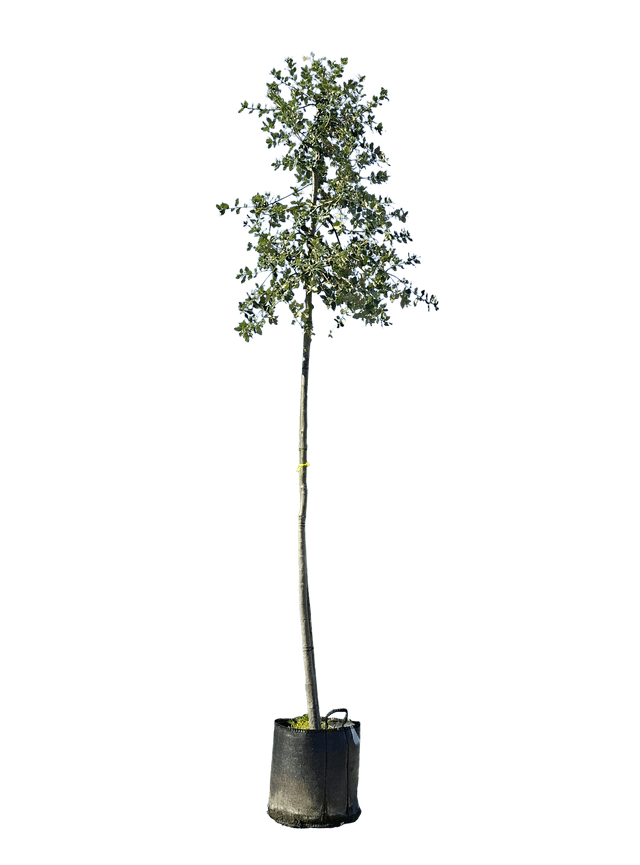 Steeneik
