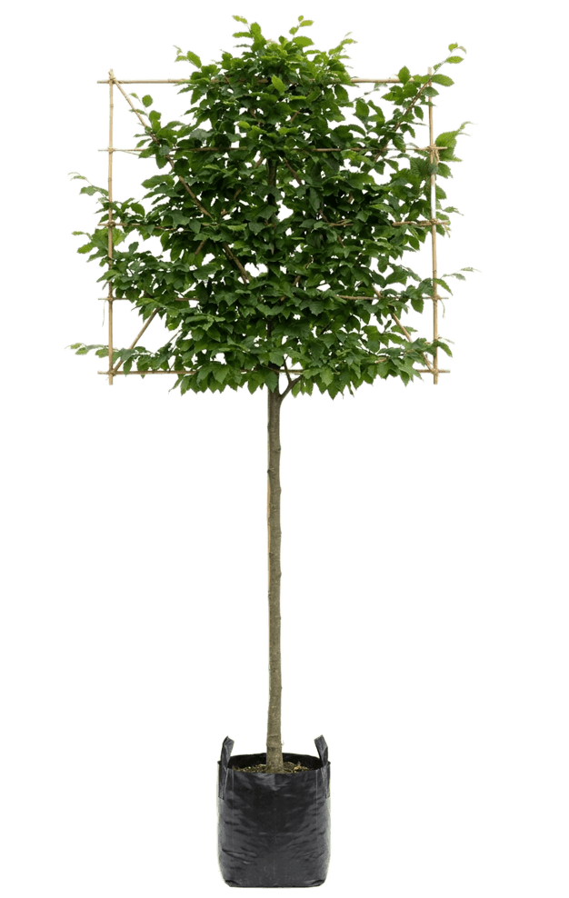 Haagbeuk leivorm 200cm stamhoogte 