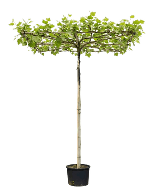 Dakplataan vierkant, 240cm stamhoogte