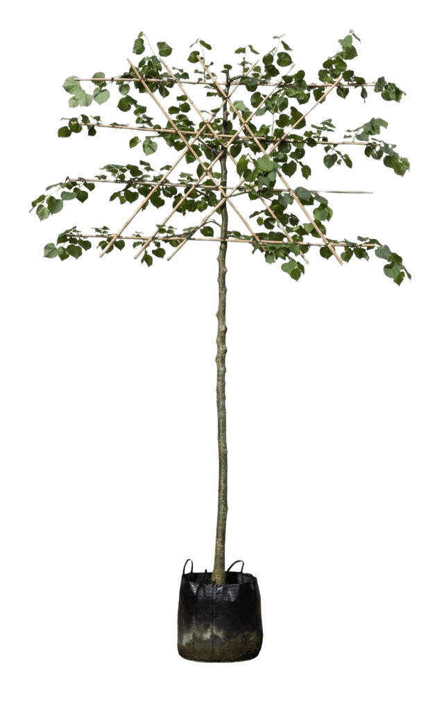 Koningslinde leivorm 200 cm stamhoogte