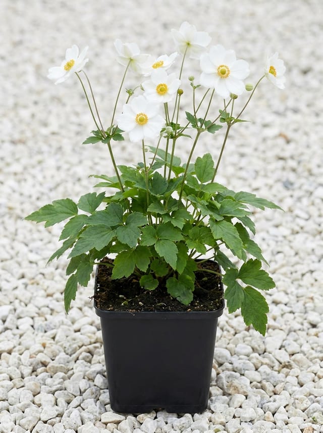 Herfstanemoon, Japanse anemoon, Anemoon