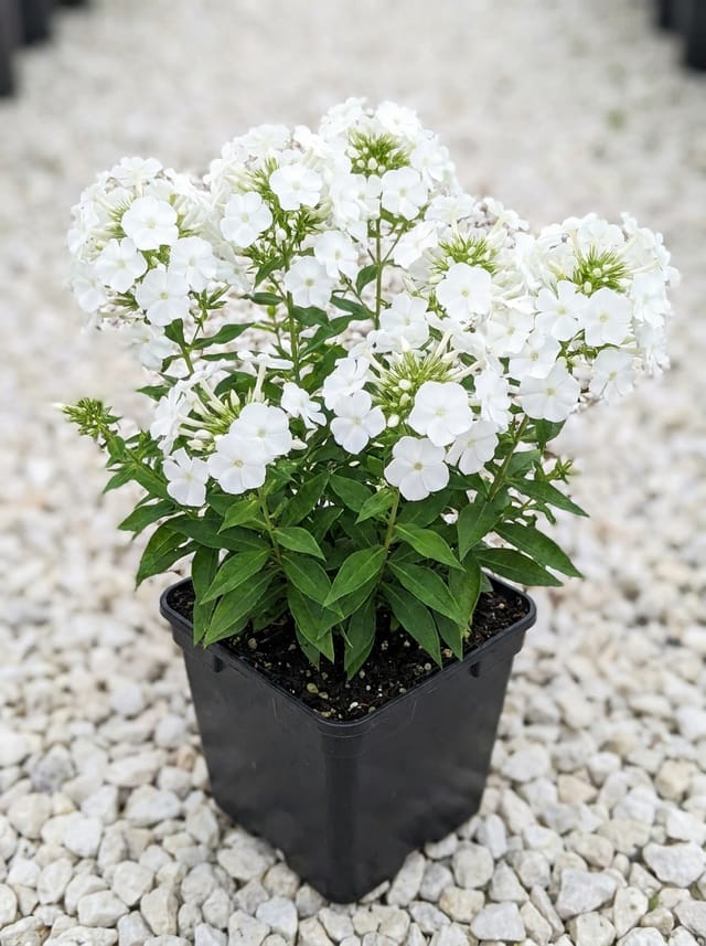 Hoge vlambloem, Vlambloem, Flox, Floks