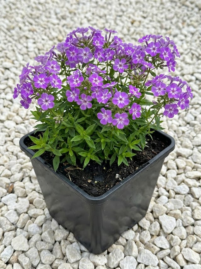 Hoge vlambloem, Vlambloem, Flox, Floks