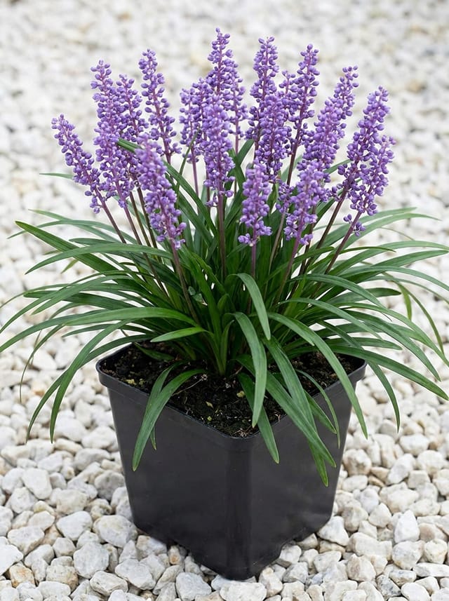 Leliegras