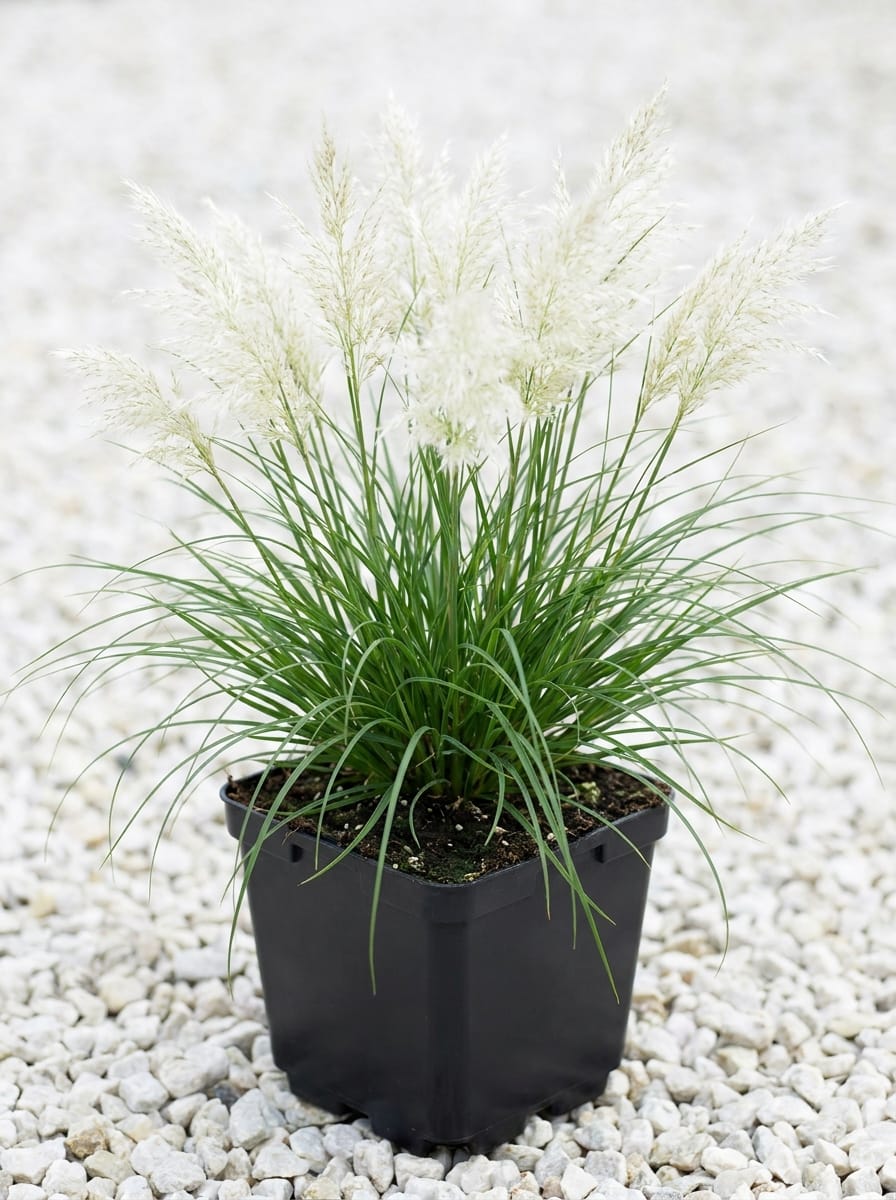 Pampasgras, Cortaderia selloana 'Weiße Feder'