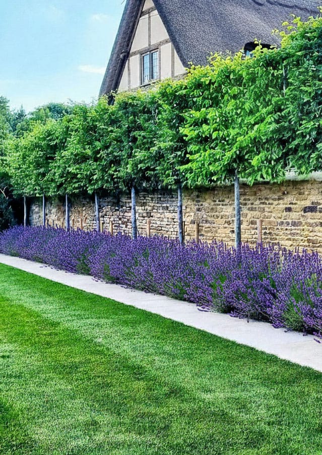 Leibomen kopen: Privacy, sfeer en kwaliteit