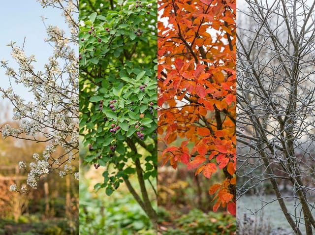 Alles wat je wil weten over de krentenboom