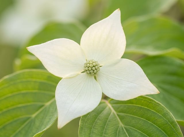 Cornus kousa: voor- en nadelen van de Witte kornoelje