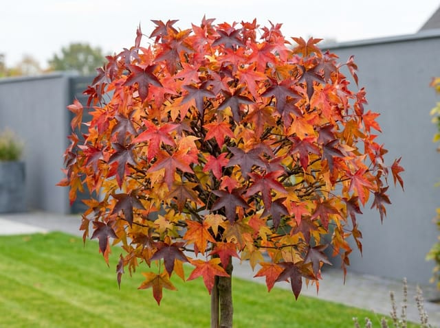 Pronken in herfst met de Liquidambar (amberboom) 