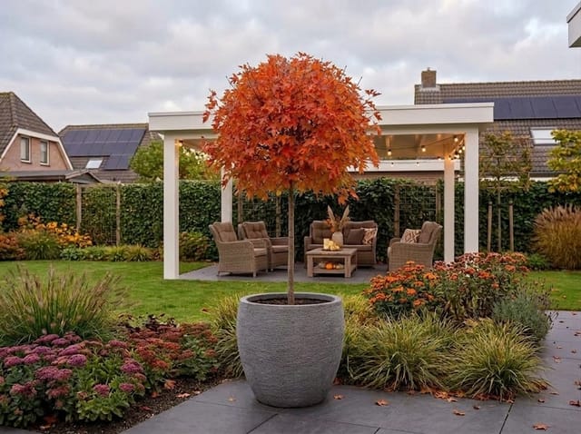 Pronken in herfst met de Liquidambar (amberboom) 