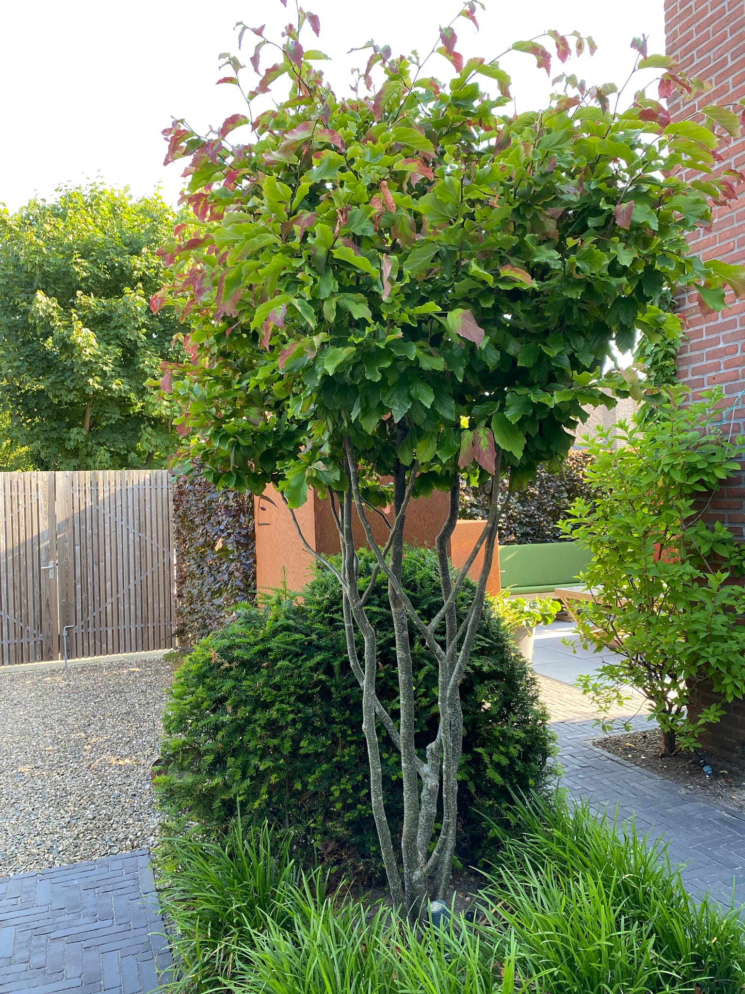 Perzisch ijzerhout, Parrotia persica