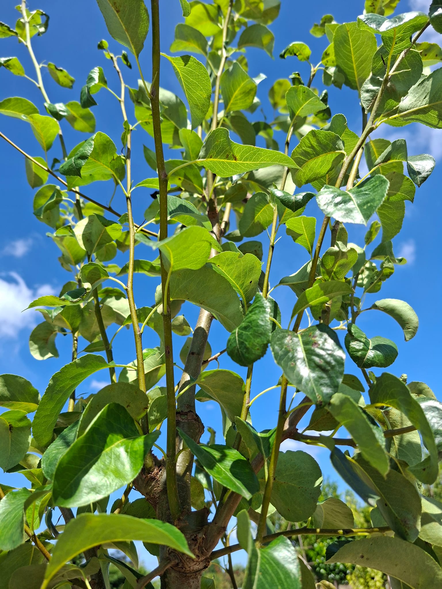 Doyenne du comice handpeer