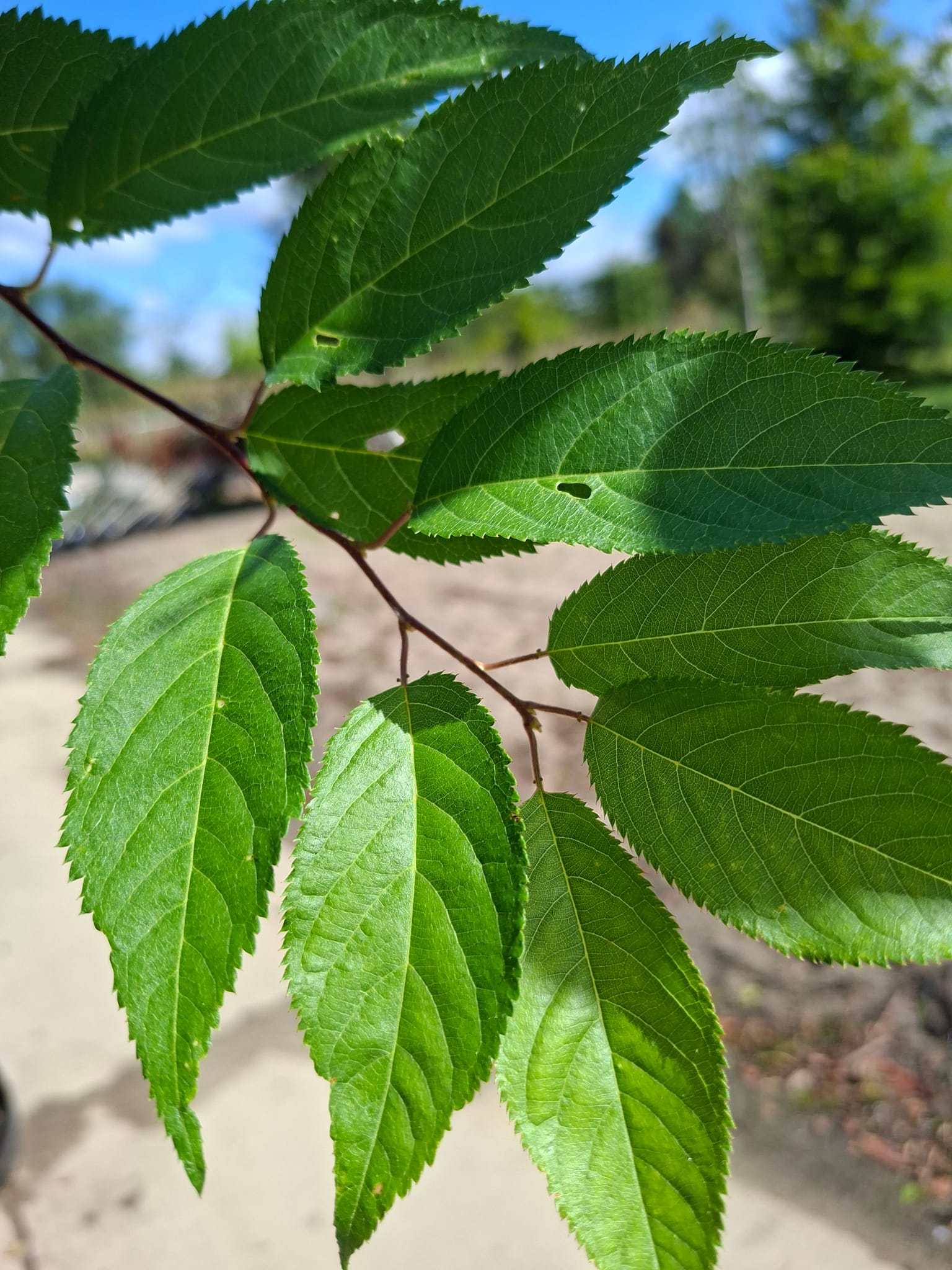 Najaarskers, Prunus subhirtella 'Autumnalis Rosea'