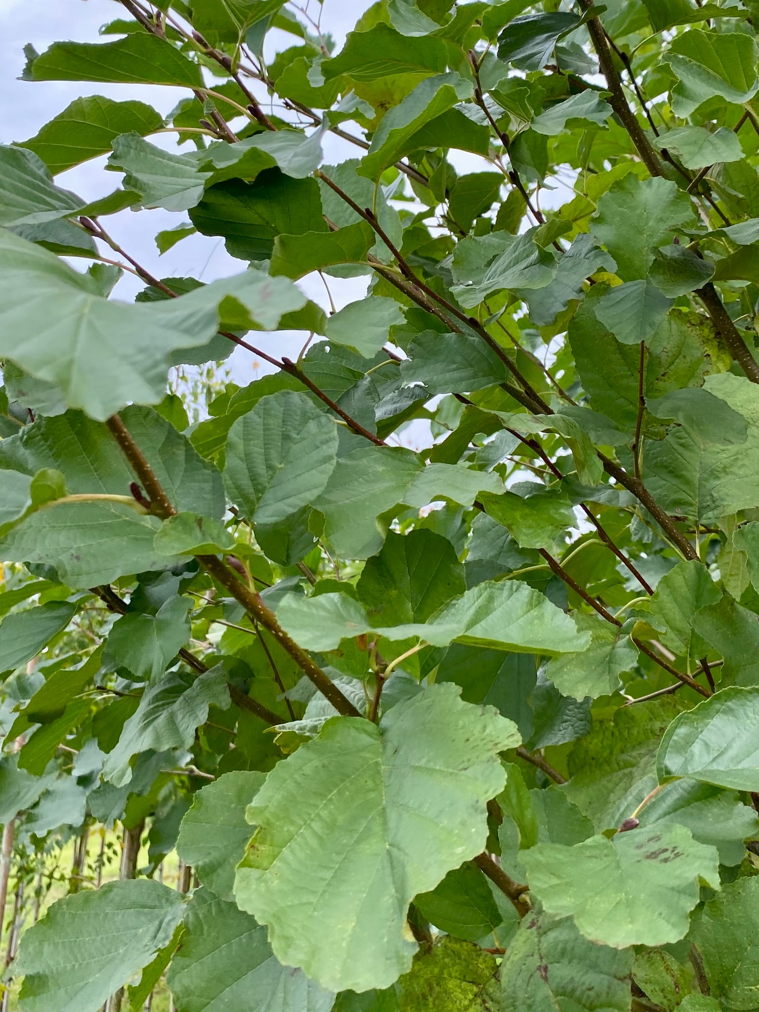 Grauwe els, Alnus glutinosa