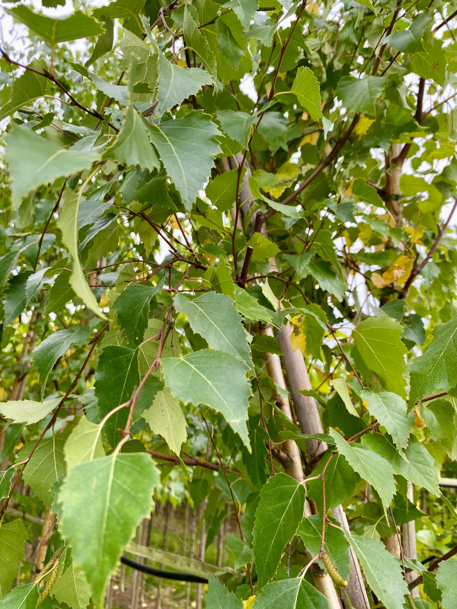 Gewone berk, Betula pendula