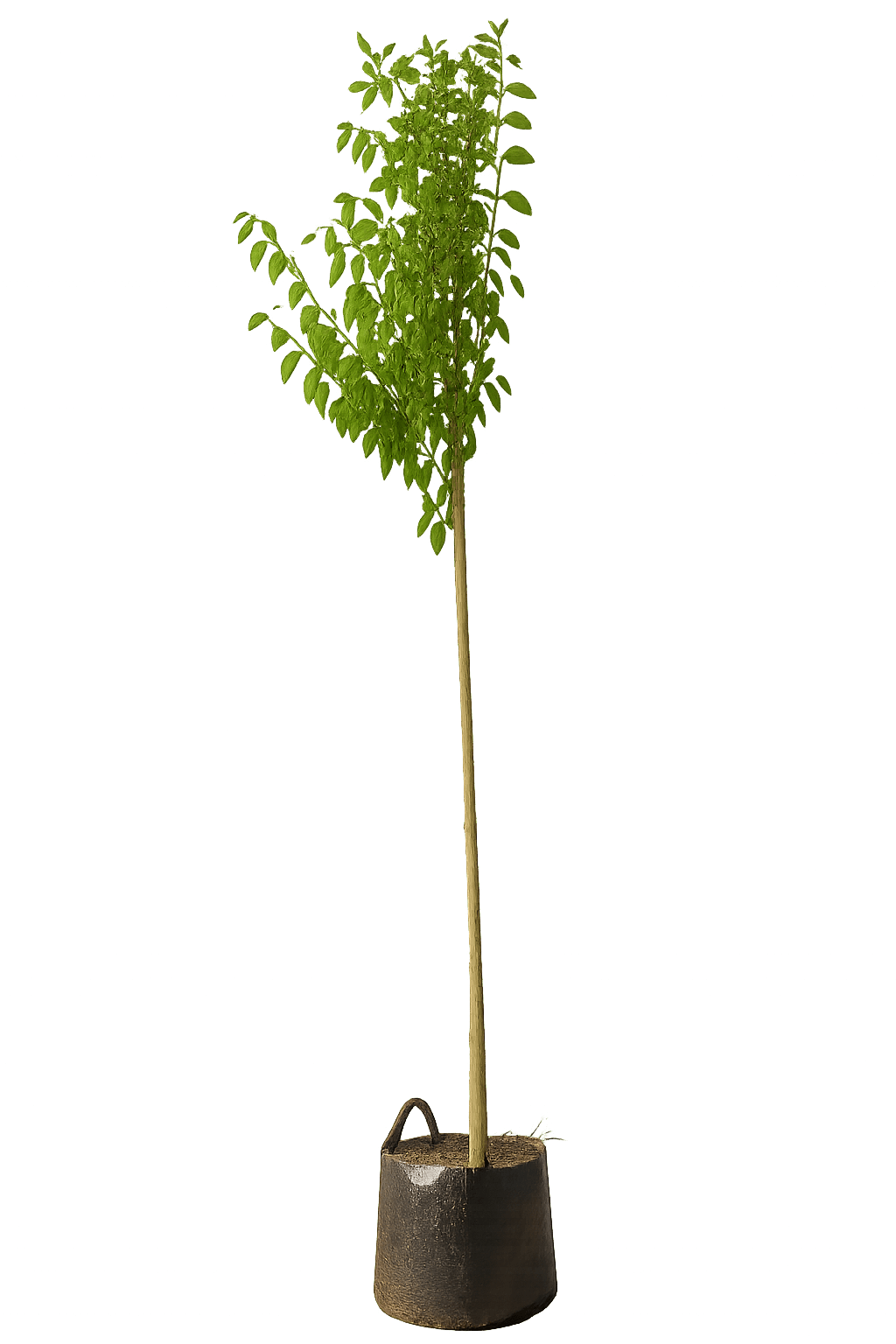 krenteboompje, Amelanchier arborea 'Robin Hill'