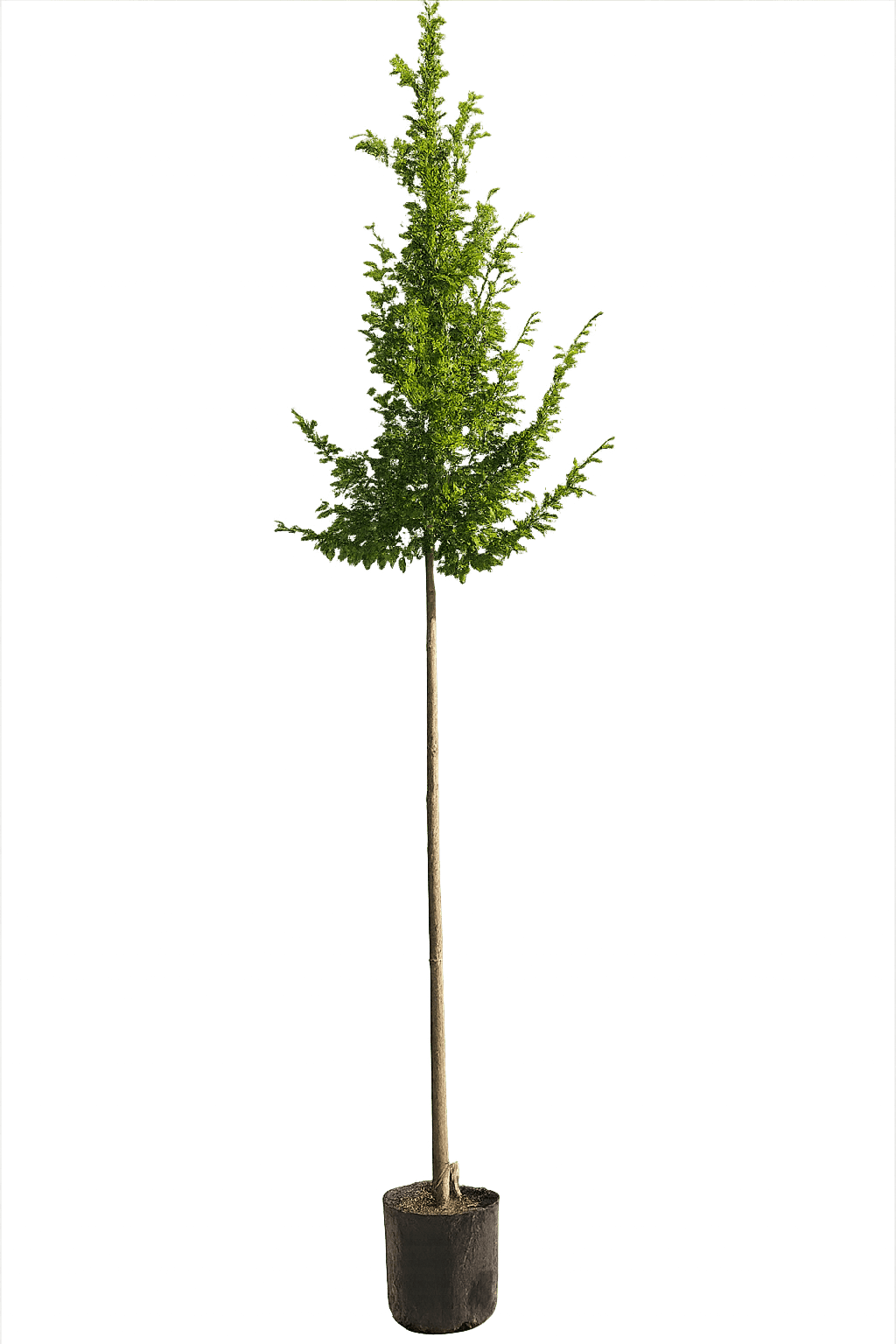 Haagbeuk, Carpinus Betulus