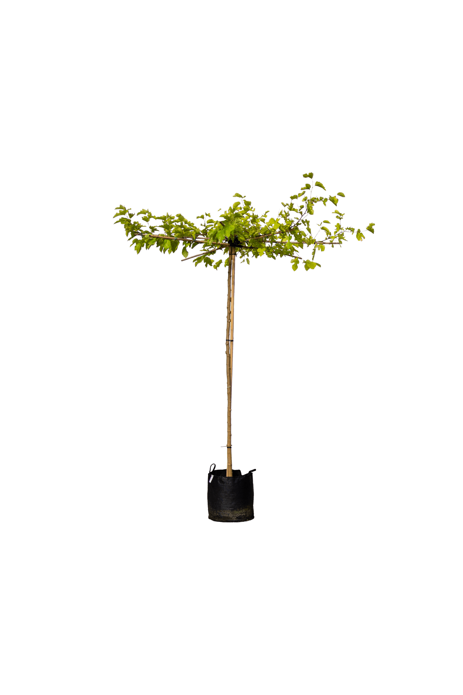 Witte moerbei, Morus alba 'Fruitless'