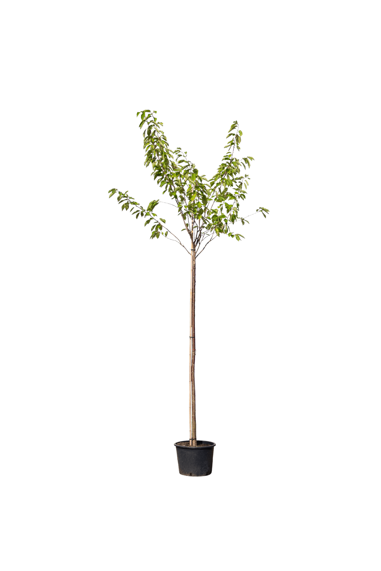 Japanse kers, Prunus serrulata 'Kanzan'