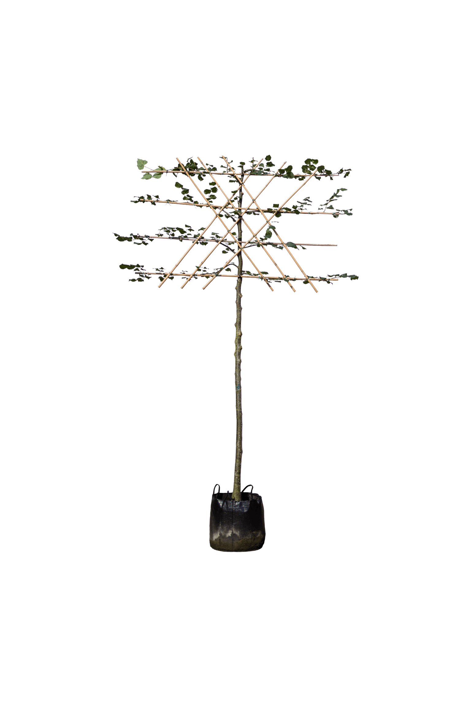 Koningslinde, Tilia europaea 'Pallida' (lei)