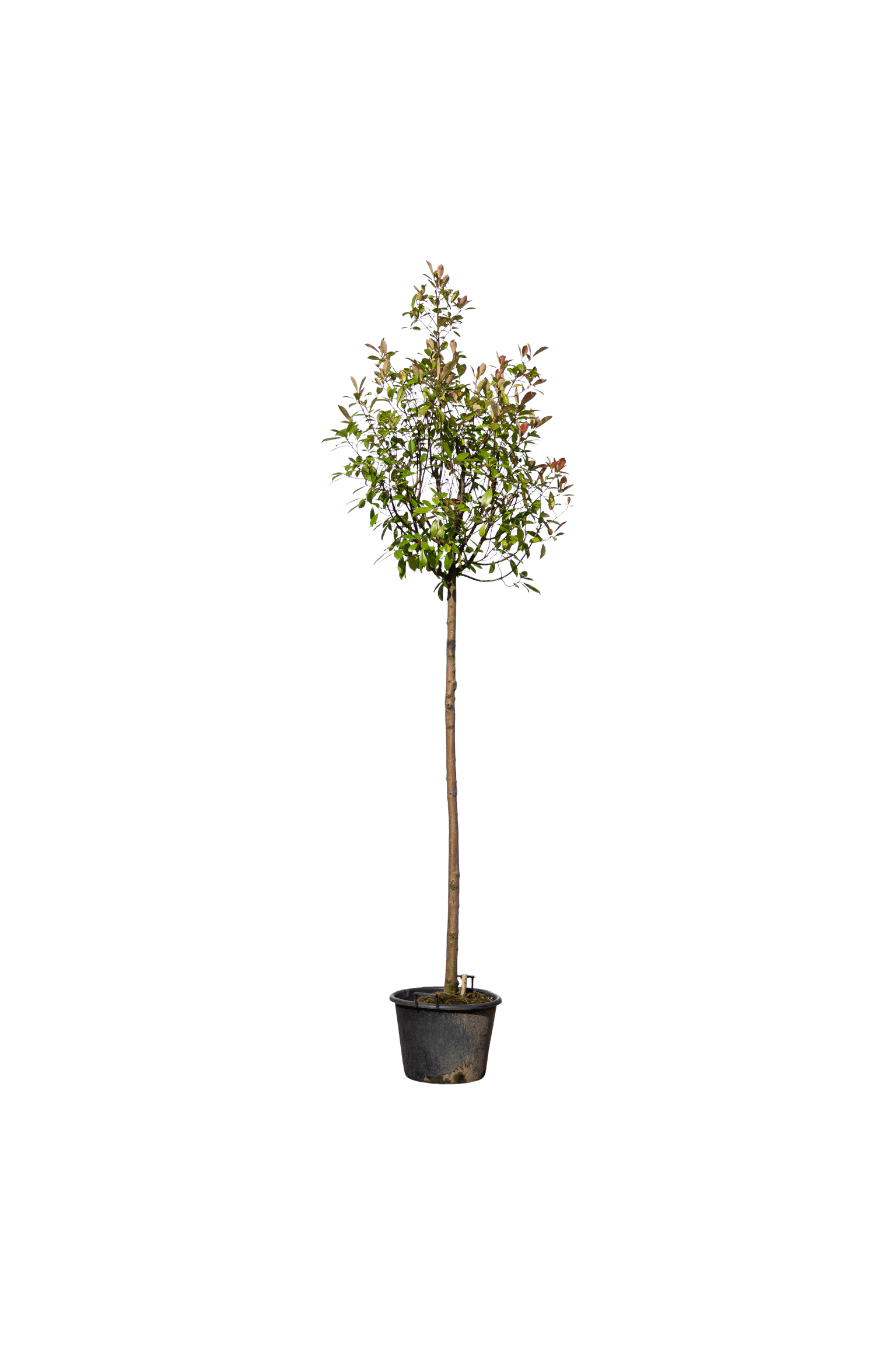 Glansmispel, Photinia x fraseri 'Red Robin'