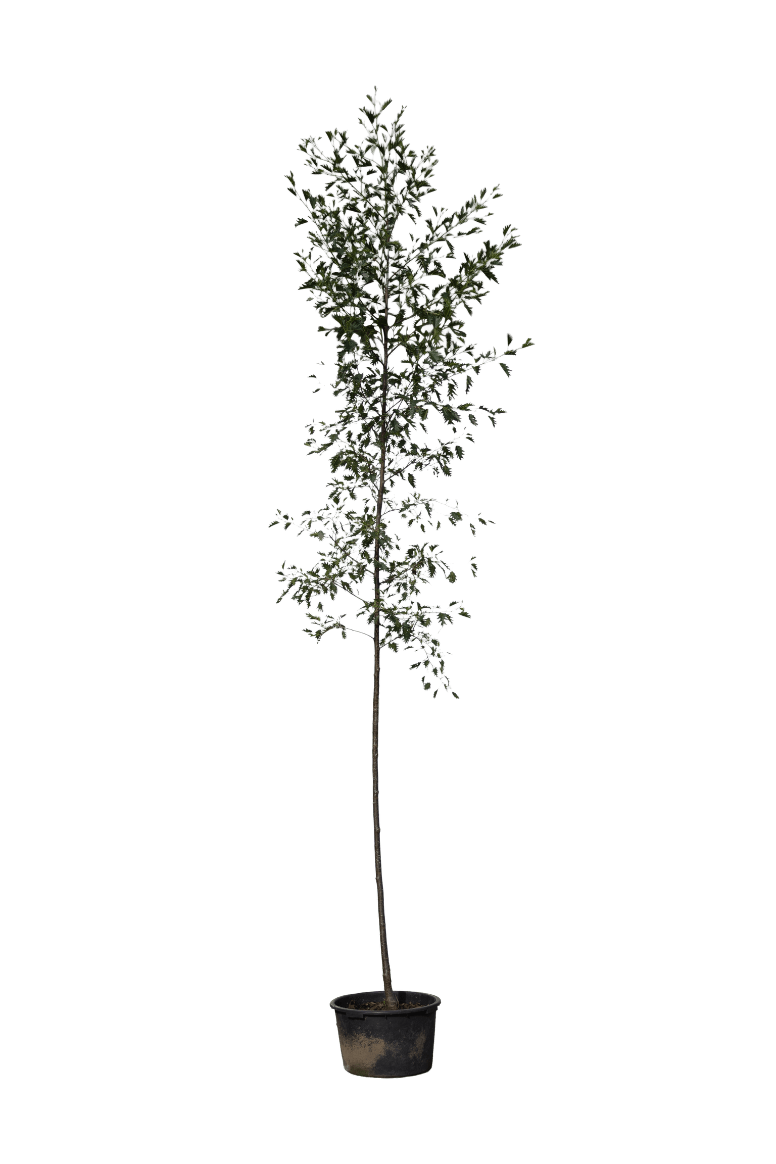 Witte Els, Alnus incana Laciniata