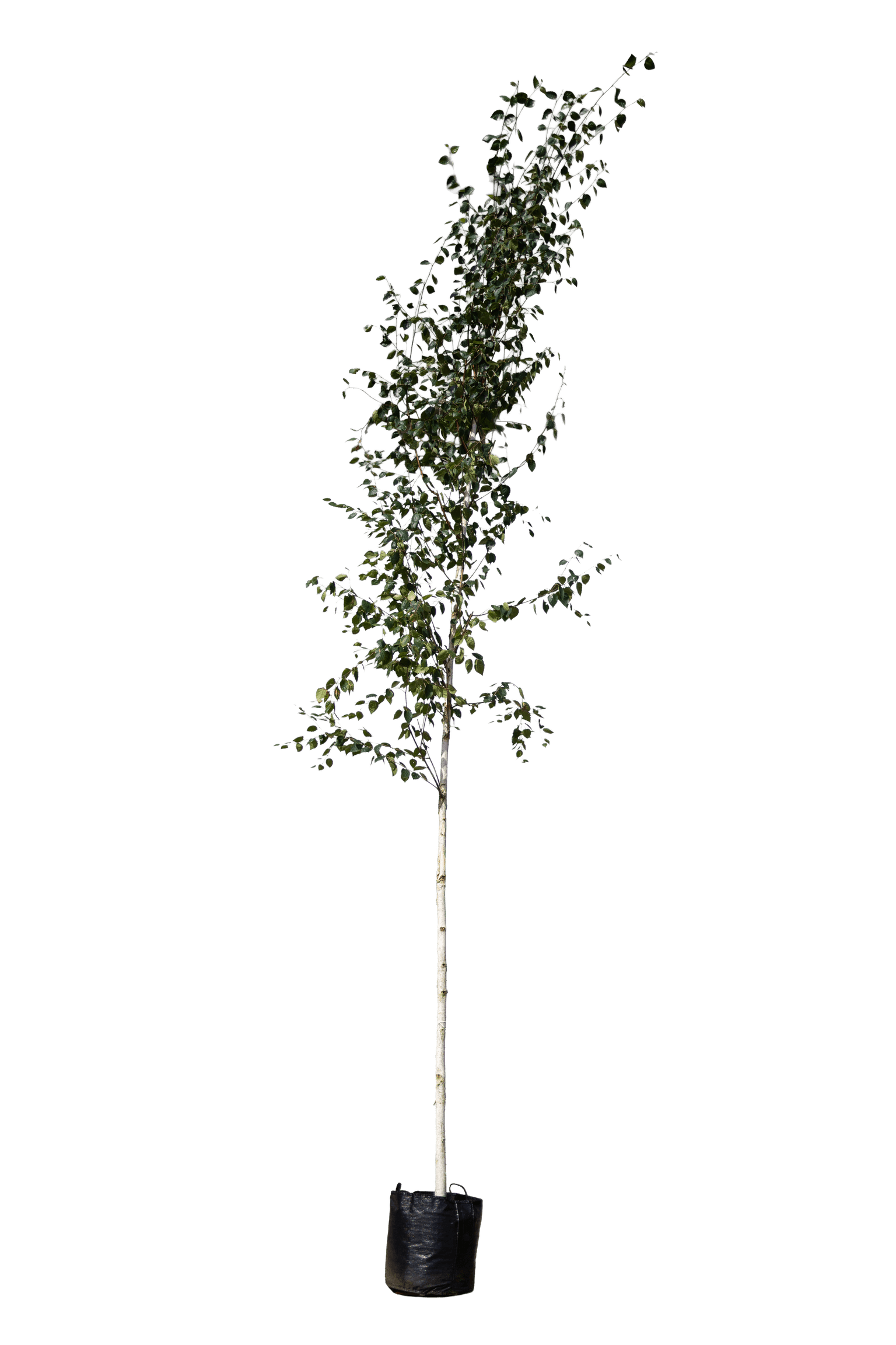 Witte Himalayaberk, Betula utilis Doorenbos
