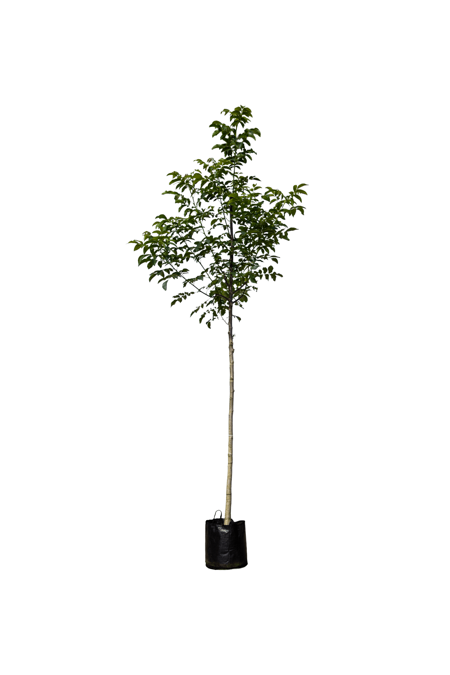 Gewone noot, Juglans regia