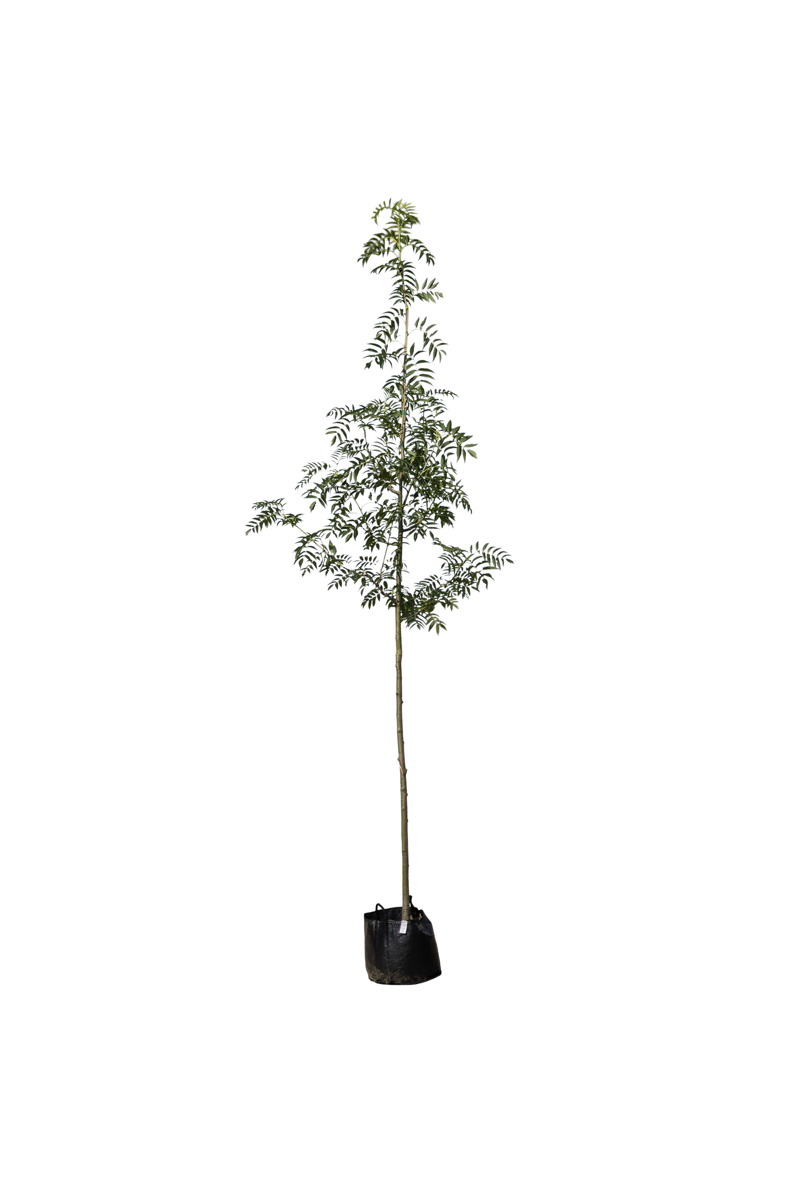 Lijsterbes, Sorbus 'Dodong'