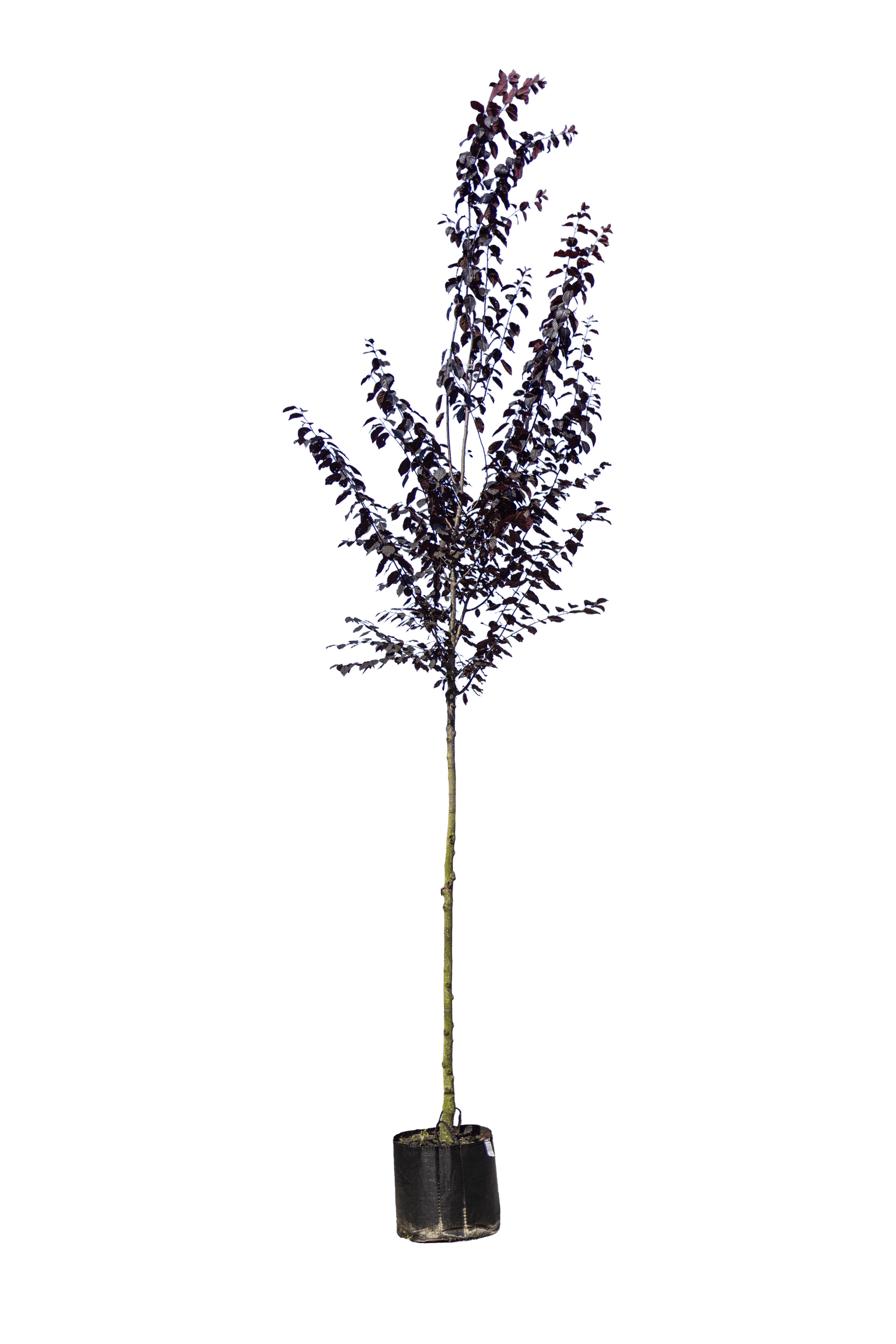 Bruinbladige kerspruim, Prunus cerasifera 'Nigra'