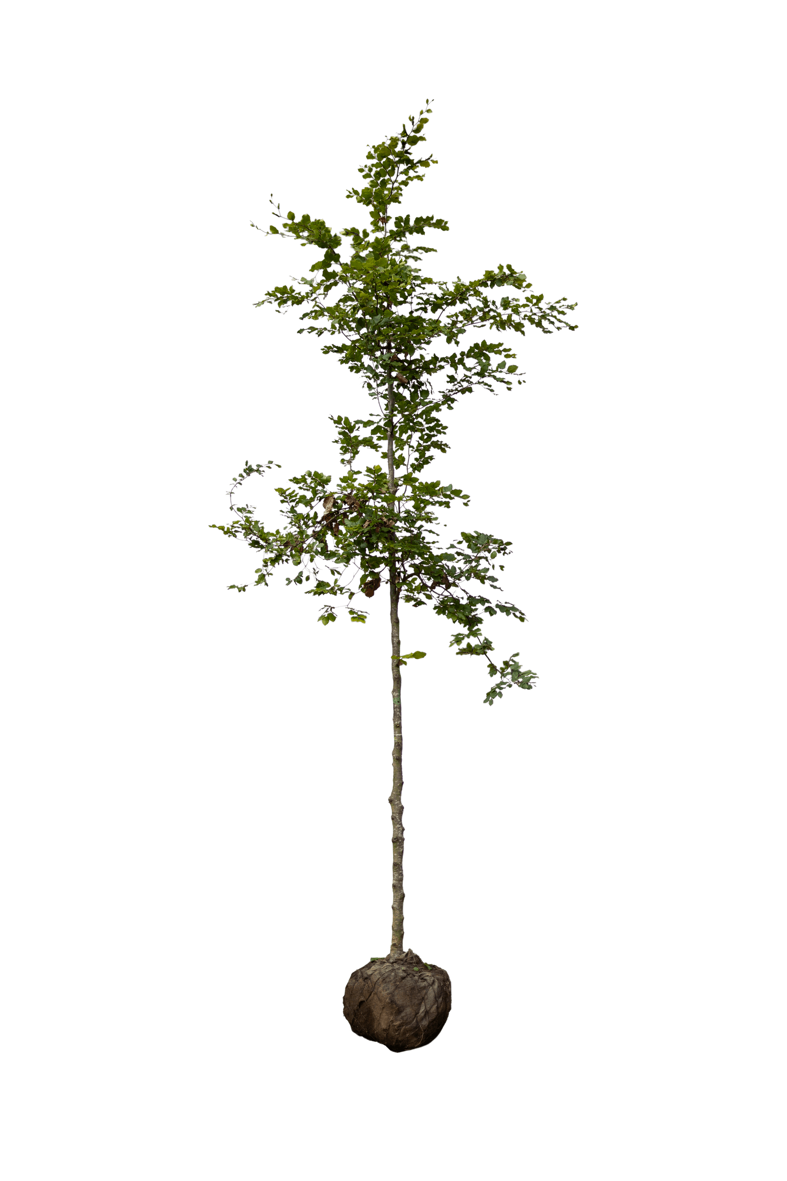 Groene beuk, Fagus sylvatica