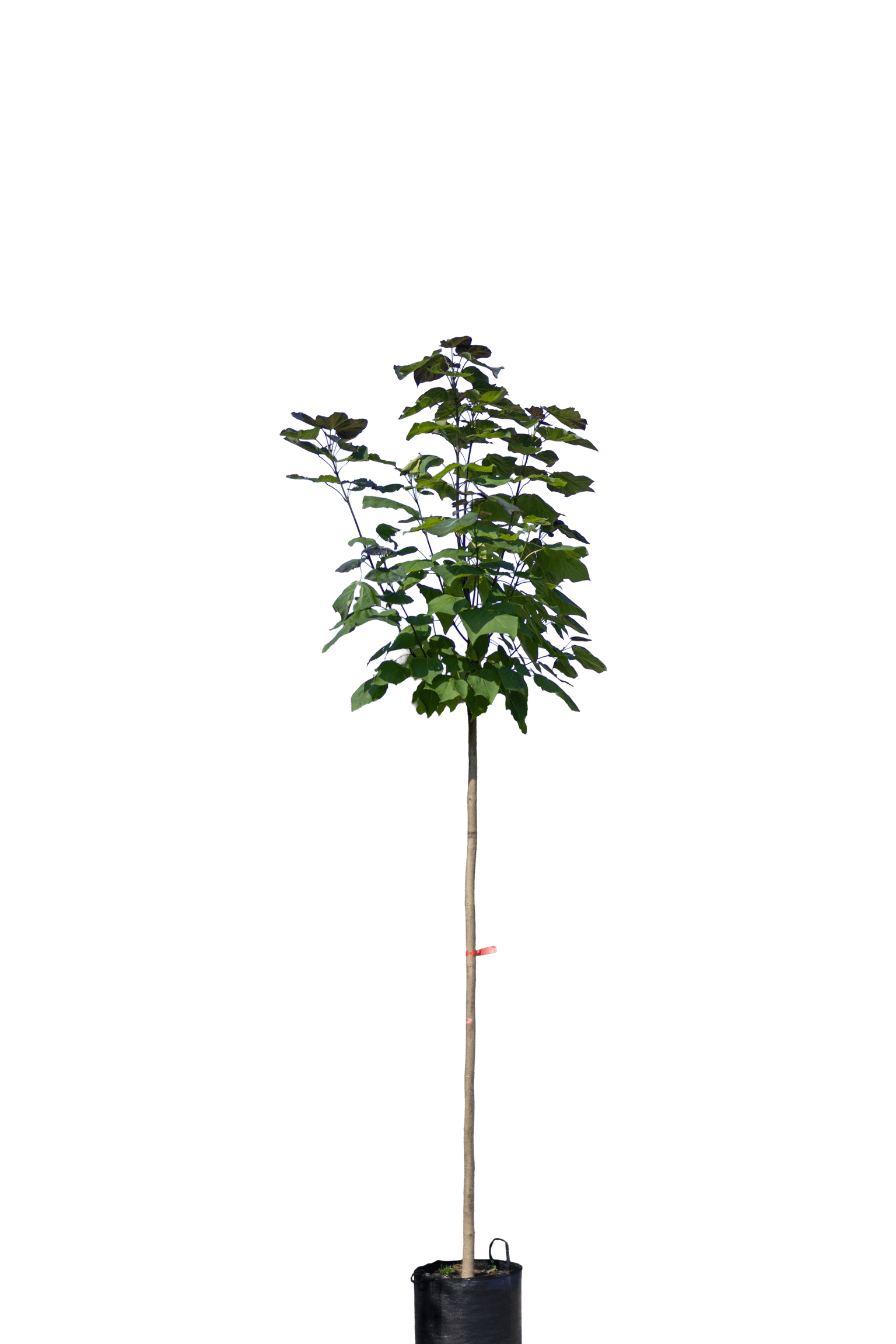 Dwergtrompetboom, Catalpa bignonioides 'Nana'