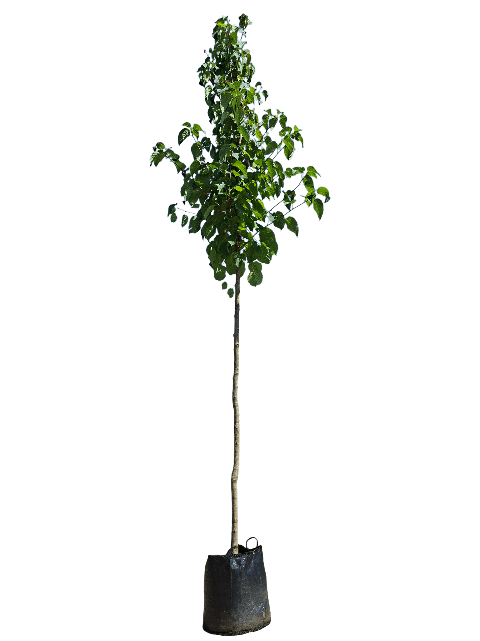 Vaantjesboom, Davidia involucrata