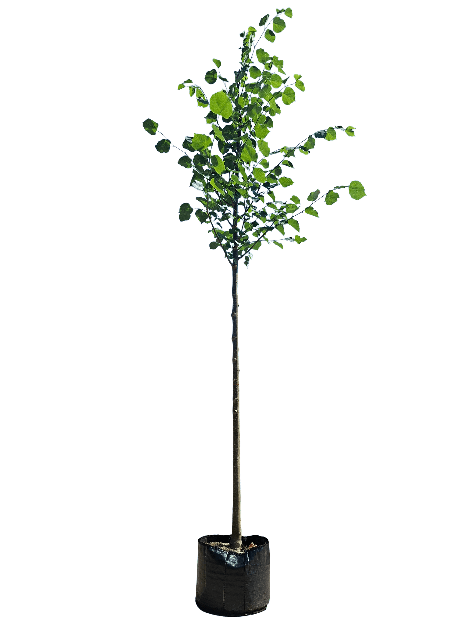 Koningslinde, Tilia europaea 'Pallida'