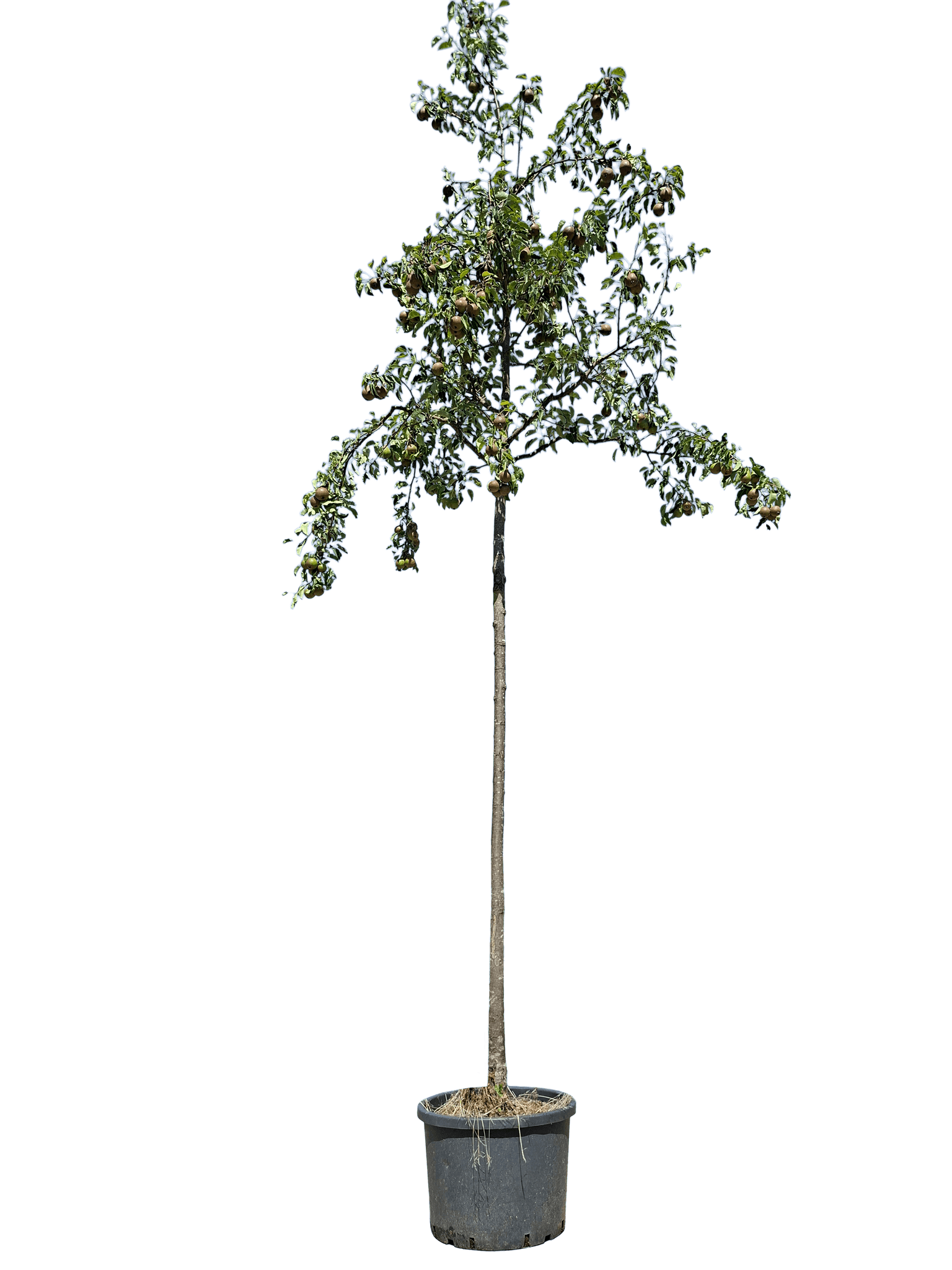 Stoofpeer, Pyrus c. Gieserwildeman