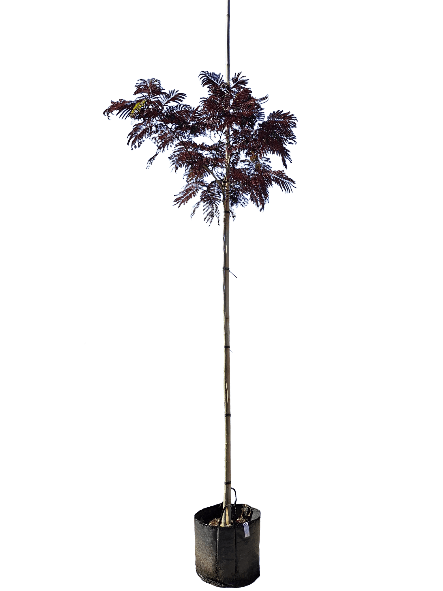 Perzische slaapboom, Albizia julibrissin 'Summer chocolate'