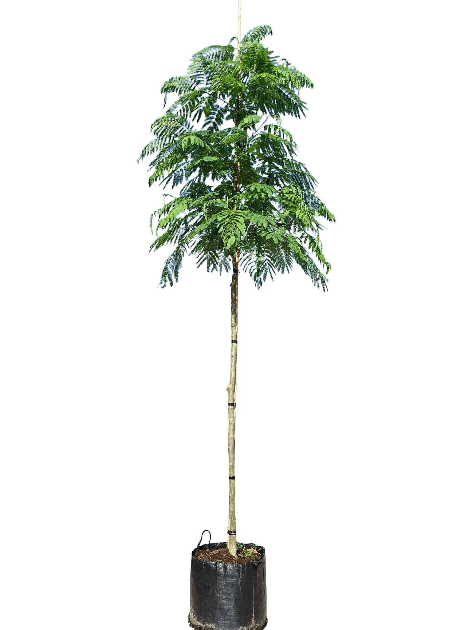 Perzische slaapboom, Albizia julibrissin