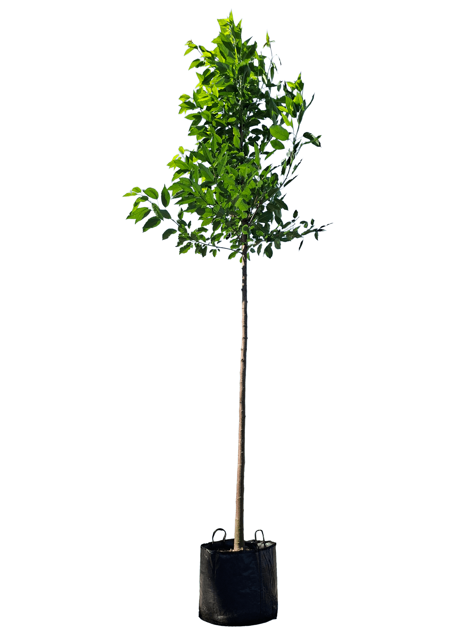 Sierkers, Prunus avium 'Plena'