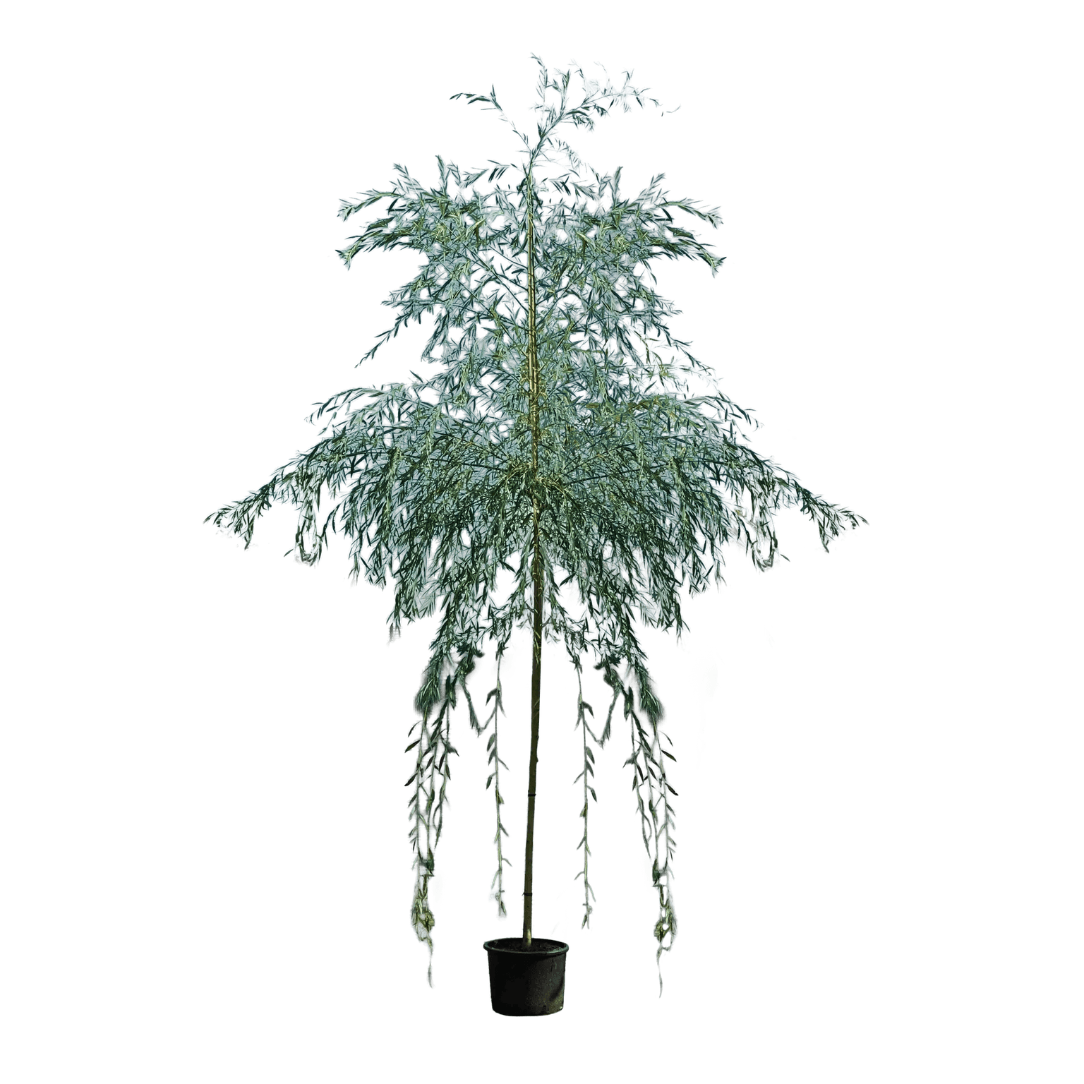 Treurwilg, Salix purpurea 'Pendula'