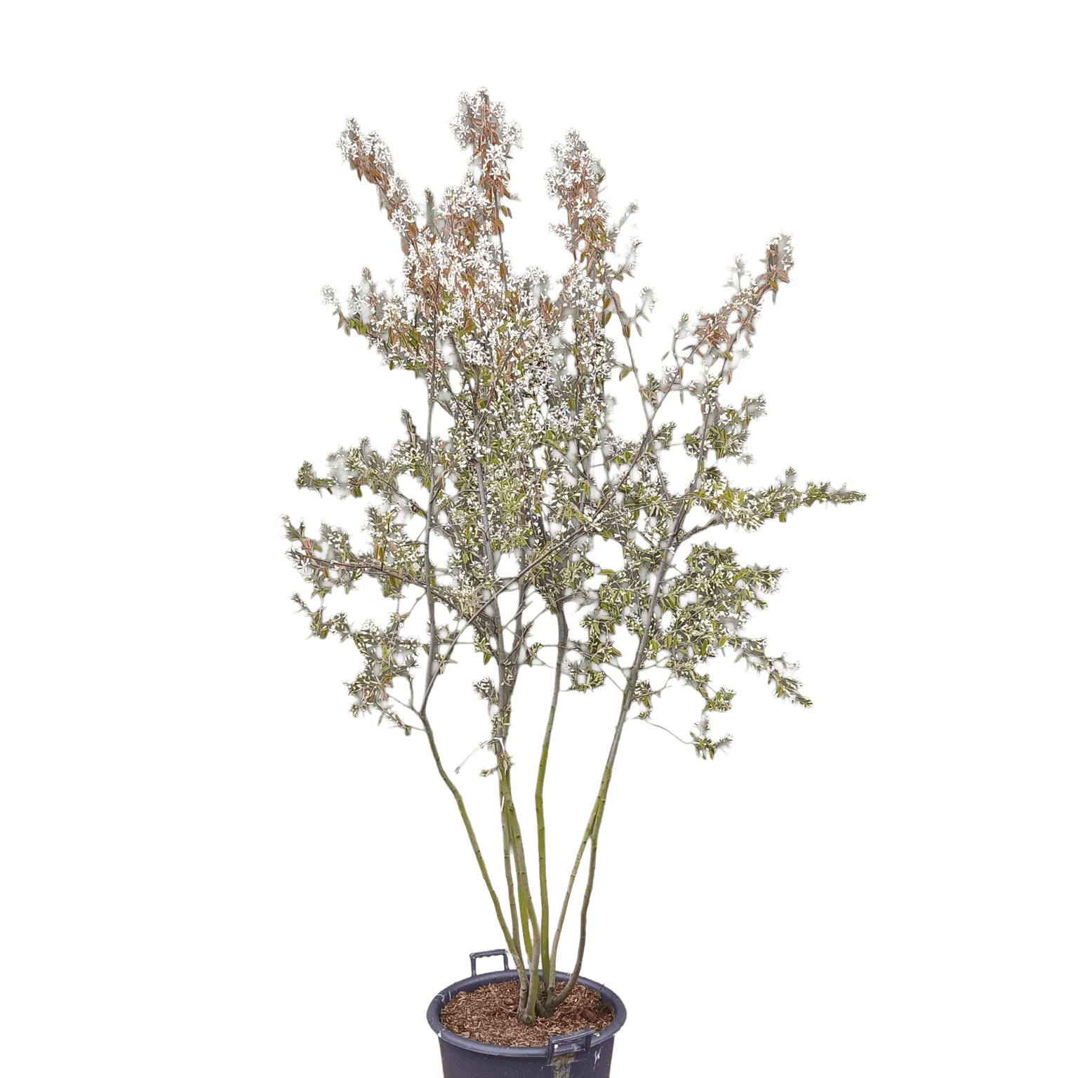 Amerikaanse krentenboom, Amelanchier lamarckii