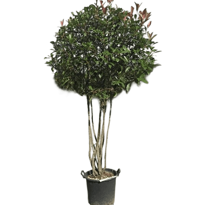 Glansmispel, Photinia x fraseri 'Red Robin'