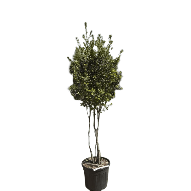 Steeneik, Quercus ilex