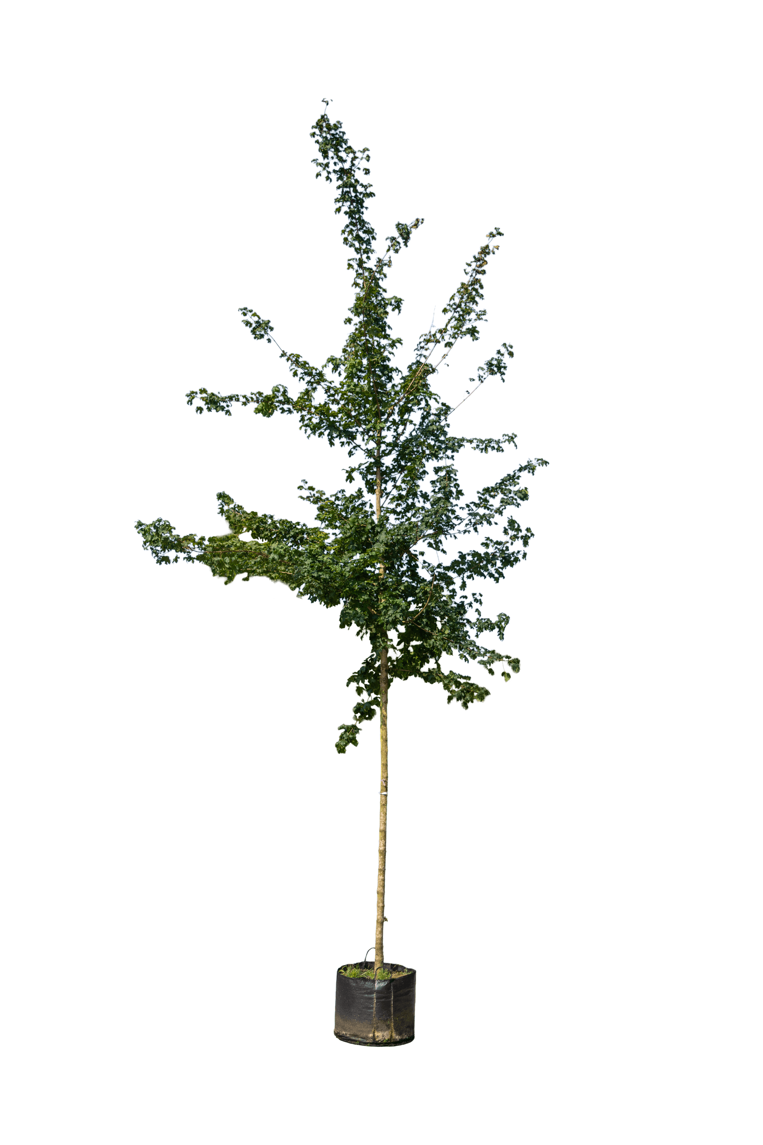 Spaanse aak, Acer campestre